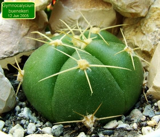 Gymnocalycium _buenekeri _01